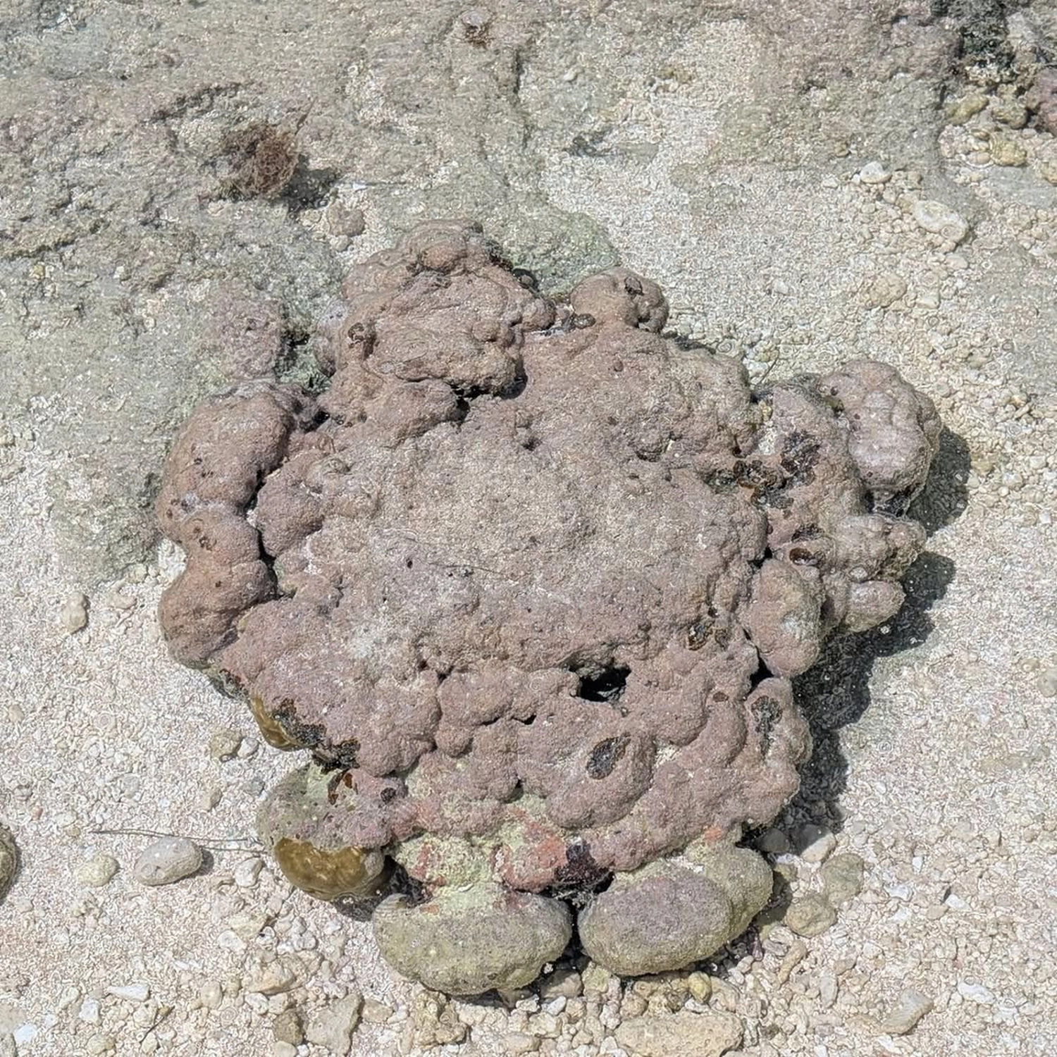 Menschen am Strand von Joachim von Loeben