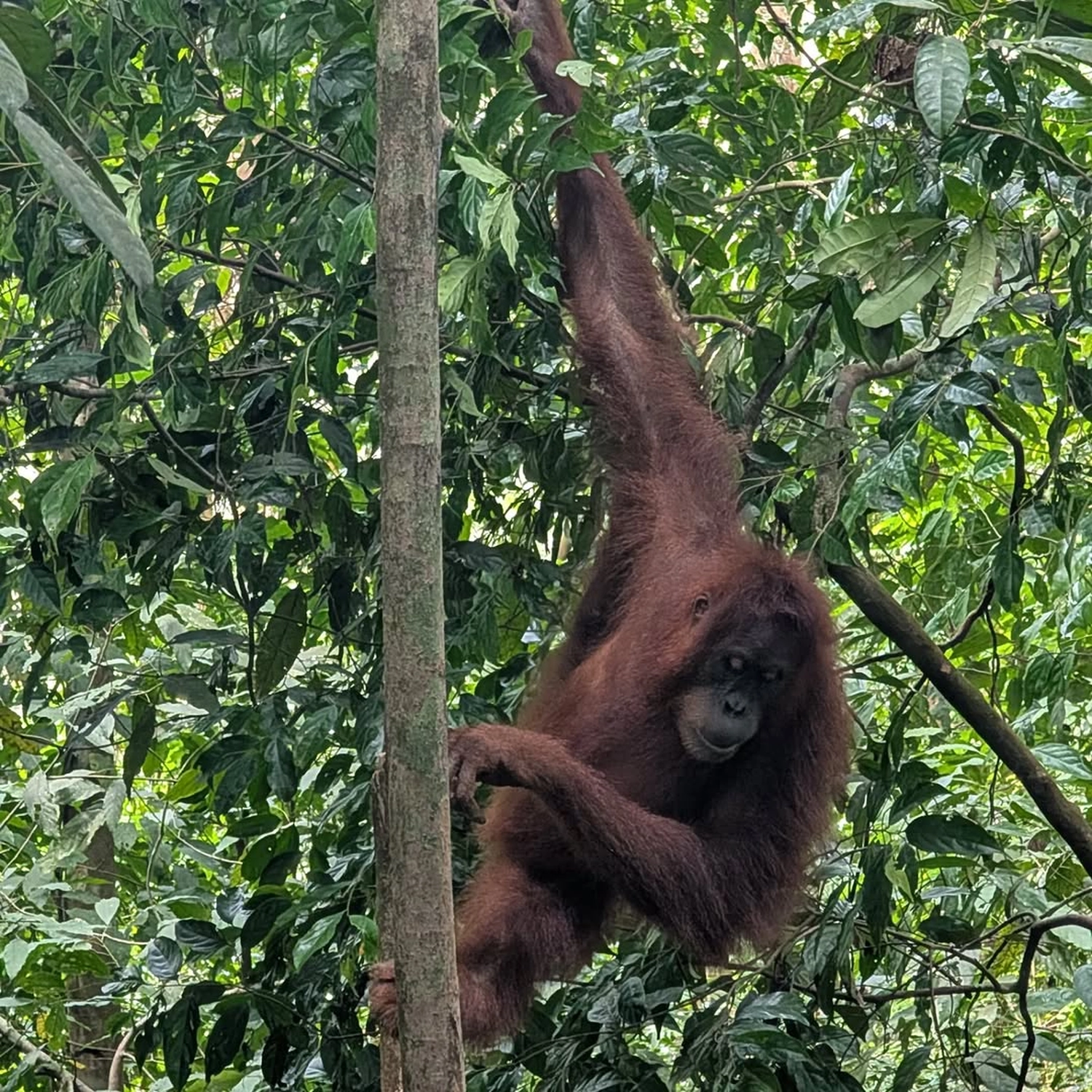 Rupien von Joachim von Loeben