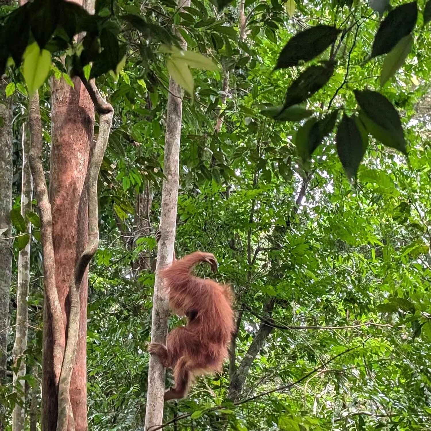 Rupien von Joachim von Loeben