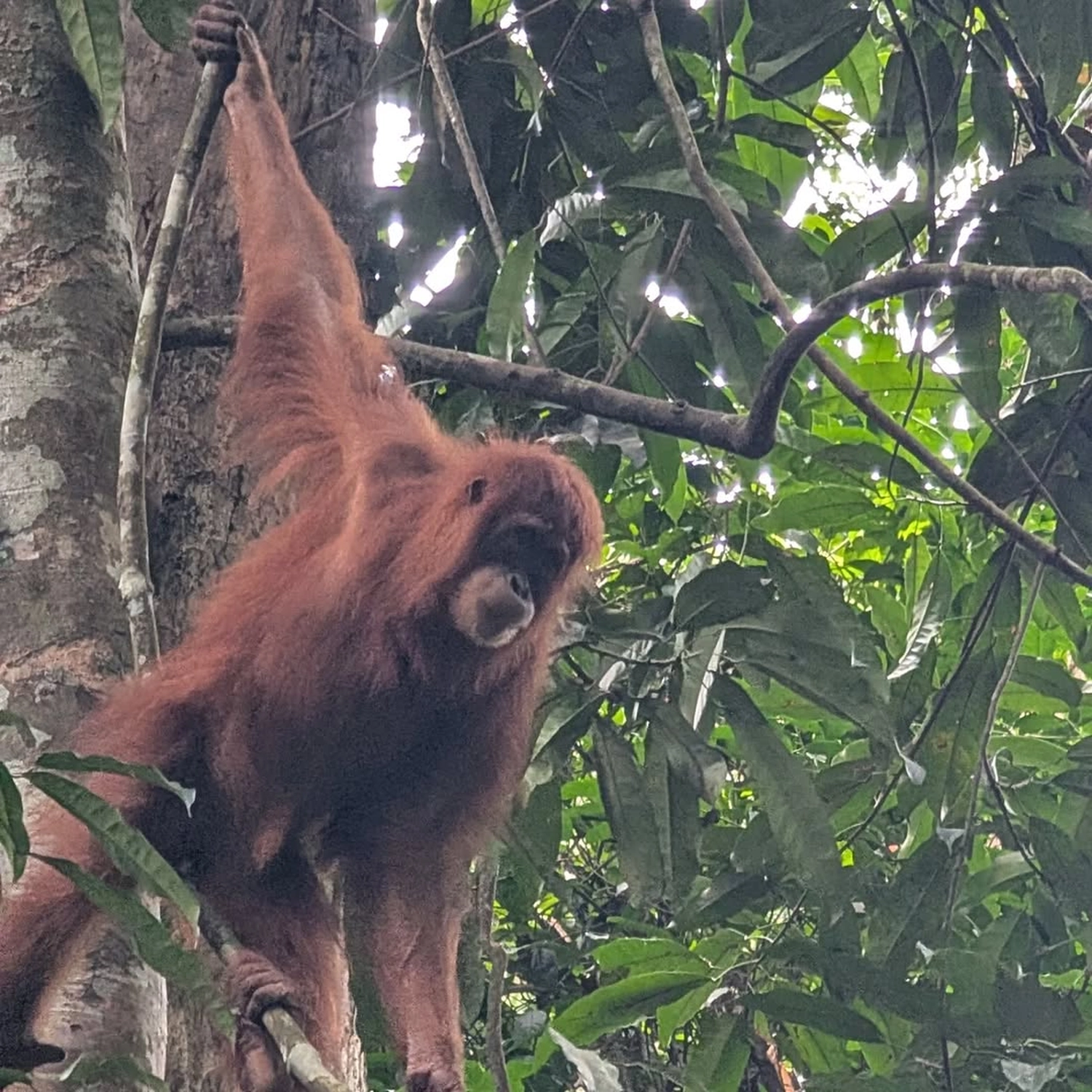 Rupien von Joachim von Loeben