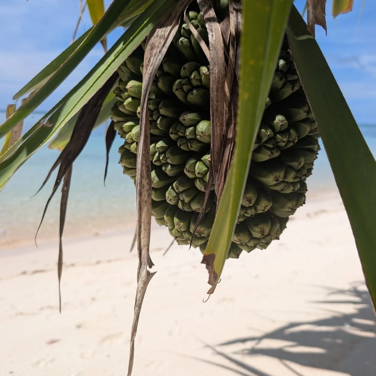 Menschen am Strand von Joachim von Loeben
